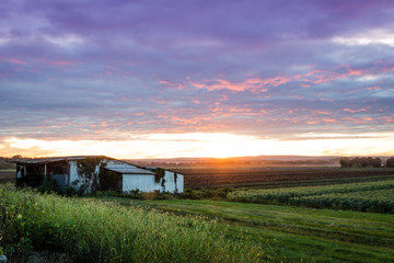 Obraz premium Dramatic summer sunset in ultra violet color over a humble farm in the black dirt region of Pine Island, New York