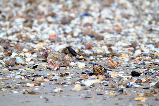 Sandy beach background with shells. Macro shot of seashell on sand