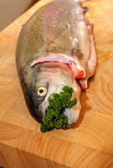 frische Lachsforelle