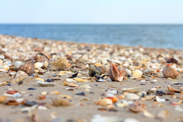 Fototapeta na wymiar Sandy beach background with shells. Macro shot of seashell on sand