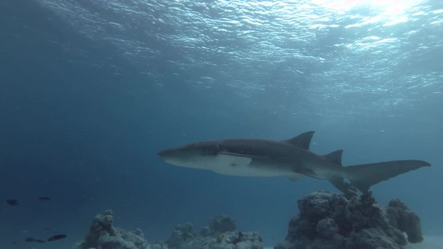Tawny nurse shark swims in daytime over sandy bottom
