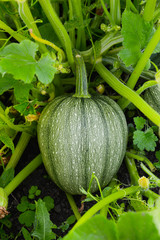 Round striped squash among the leaves of a cabbage on the ground.