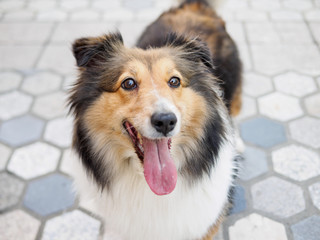 Dog, Shetland sheepdog, collie, standing on ground, looking at camera with mouth open, smiling expression.