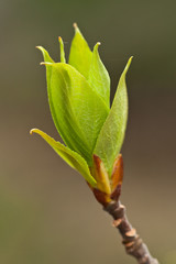 Fresh new green leaves on a branch emerging in the spring