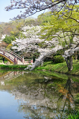 Fototapeta na wymiar cherry blossom in Japan