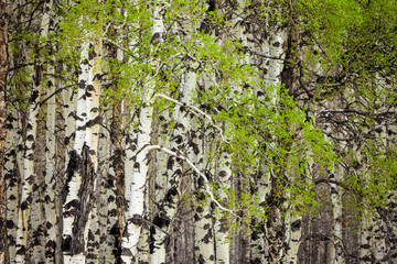 New leaves on a grove of aspen trees in springtime