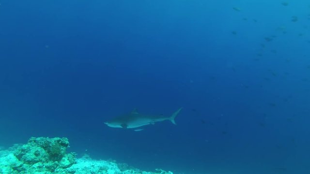 Two Tiger Shark swim in the blue water
