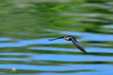 さっそうと飛ぶ子ツバメ