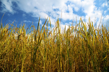 Paddy rice in field, Thailand