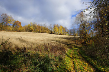 Fototapeta premium autumn, brown, forest, gold, horizontal, leaves, maple, nature, november, october, orange, outdoors, park, plant, scenics, season, tree, twig, vibrant, woods, yellow