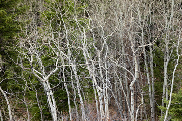 Grove of bare white aspen trees in the springtime