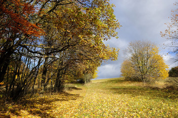autumn, brown, forest, gold, horizontal, leaves, maple, nature, november, october, orange, outdoors, park, plant, scenics, season, tree, twig, vibrant, woods, yellow