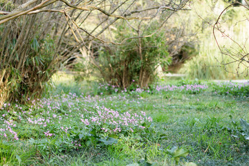 spring garden with green grass and lilac flowers