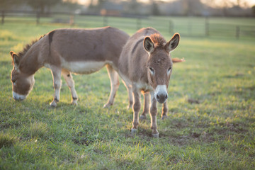 Donkeys
