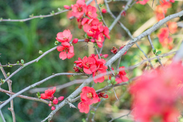 lots of red flowers on green background 