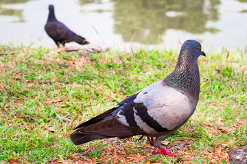  Dove in Day of Peace ,World Peace Day, technical cost-up.