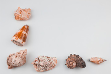 Marine items. Art concept. White backgrond. Free space for designers