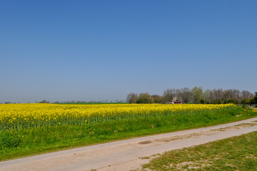 Rapsfeld am Hochuferweg nach Kap Arkona, Juliusruh