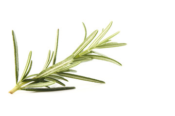 fresh rosemary sprig on white
