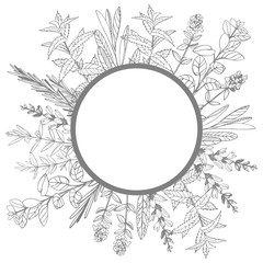 Vector frame with hand drawn herbs. Sketch illustration.
