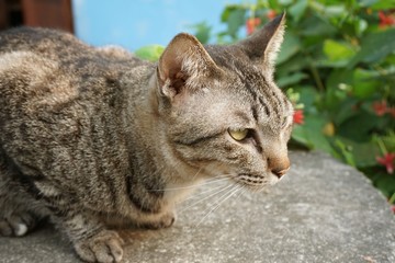cute tabby cat on cement floor