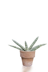 cactus on a white blackground