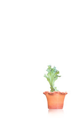 cactus on a white blackground