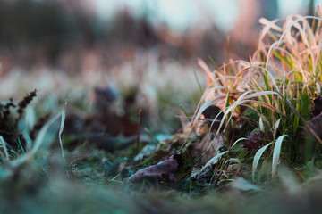 Art nature grass background