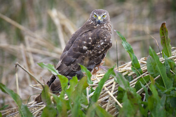 Cinereous harrier (Circus cinereus) at Laguna Nimez in Patagonia, Argentina
