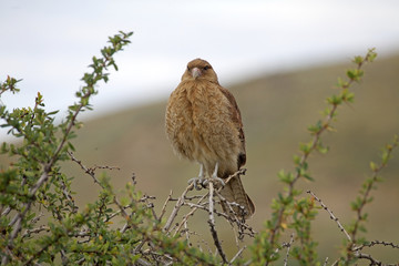 Chimango caracara (Phalcoboenus chimango)