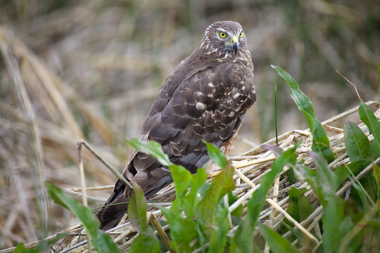 Cinereous harrier (Circus cinereus) at Laguna Nimez in Patagonia, Argentina