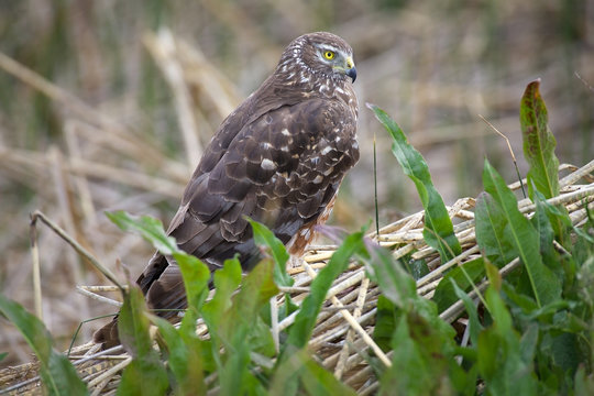 Cinereous harrier (Circus cinereus) at Laguna Nimez in Patagonia, Argentina