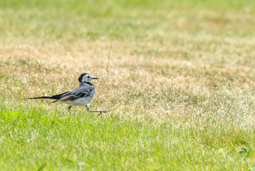 Wagtail walking on a green lawn in the spring