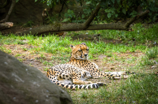 Cheetah relaxing in the sun on green grass