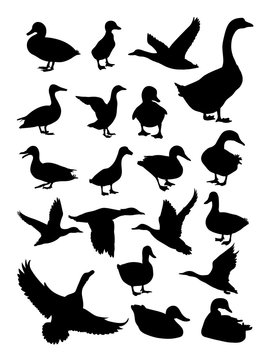Duck animal detail silhouette.Vector, illustration. Good use for symbol, logo, web icon, mascot, sign, or any design you want.