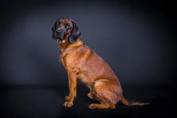 Profil eines BGS Hundes im Studio