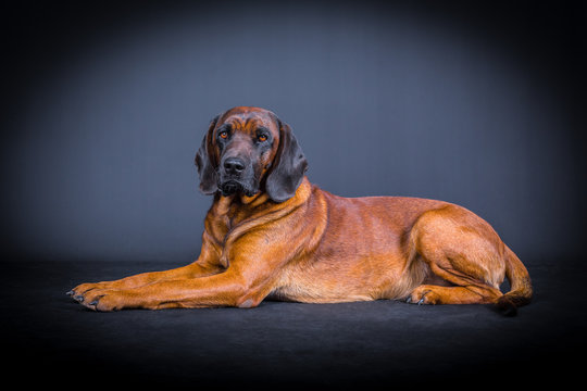 Bayrischer Gebirgsschweisshund beim Posing
