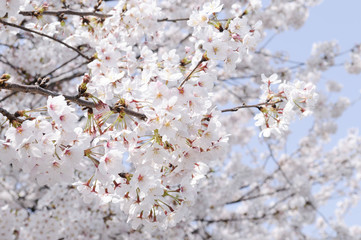 満開の桜