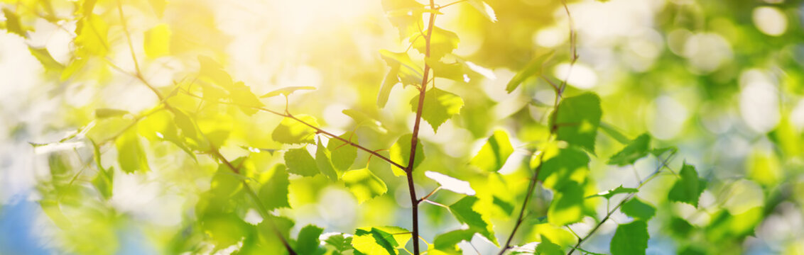 New birch leaves on green spring background. Fresh foliage in the forest in nature with beautiful sunlight