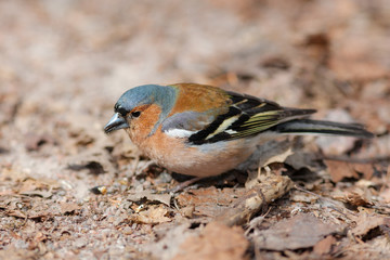 portrait of a seated chaffinch