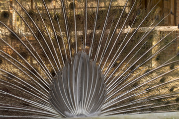 Peacock,Pavo cristatus