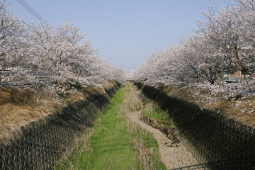 Fototapeta premium 枯れた川に咲く桜