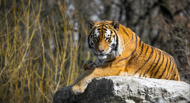 the tiger lies on the rock