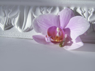 Pink orchid on a classic rosette