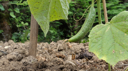 vive le printemps,cultivez vos légumes !