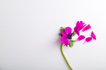 Purple anemone with petals on white background with text space