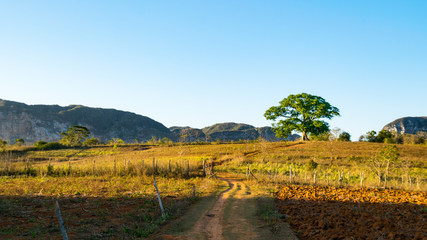 Fototapeta na wymiar Landschaft des Vinales Tal in Kuba