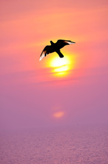 Fototapeta na wymiar bird and sunset