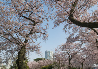 Obraz premium Building beyond the cherry blossoms