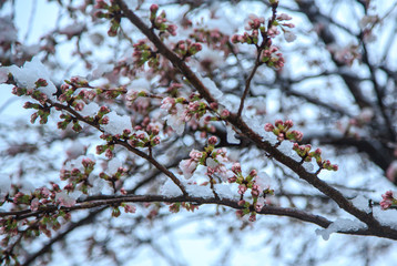 なごり雪に咲く桜